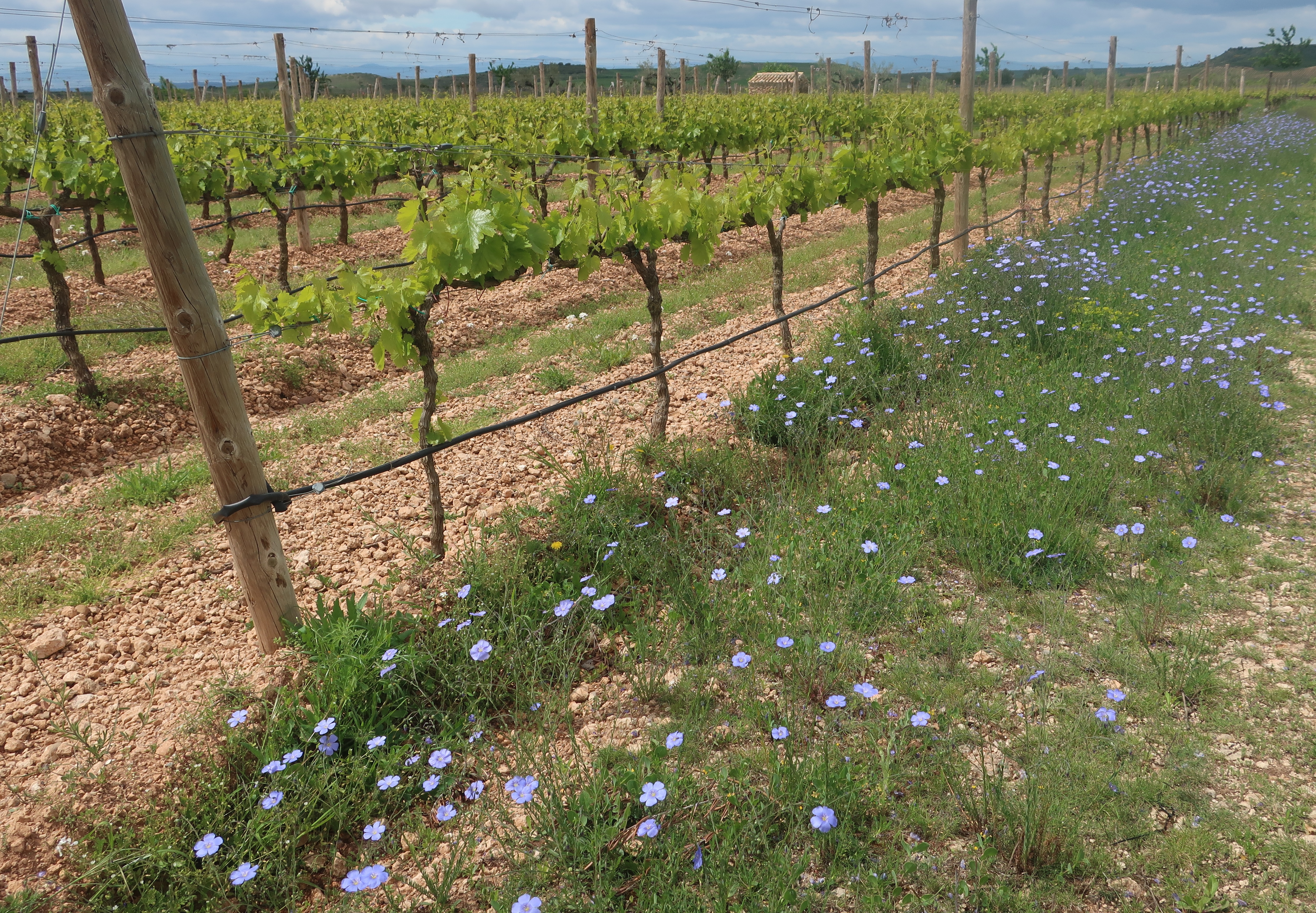 La Navarre expérimente des cépages à maturation plus longue pour adapter la viticulture au changement climatique